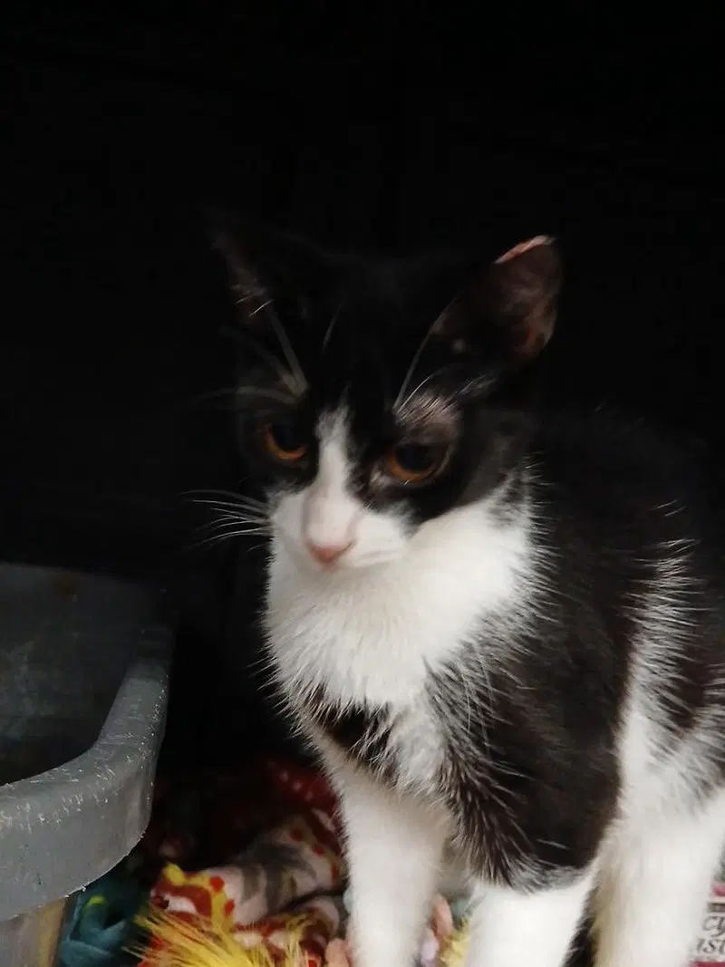 Cream Puff, a female kitten up for adoption