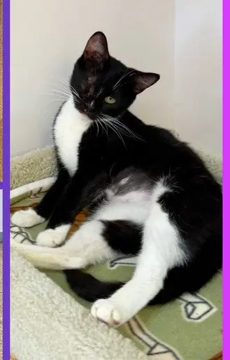 Henna, an adult female cat up for adoption