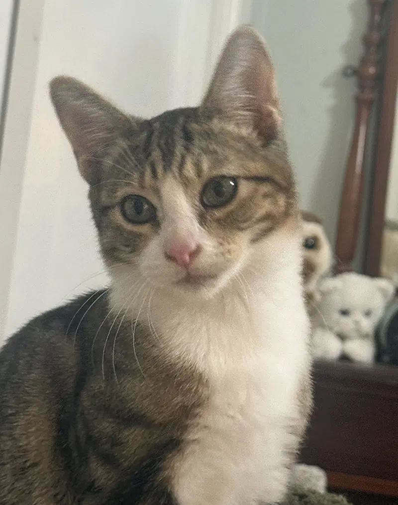 milo 2, a male Tabby kitten up for adoption