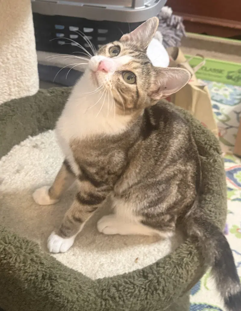 milo 2, photo 2