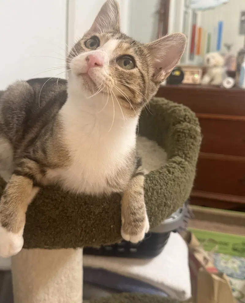 milo 2, photo 3