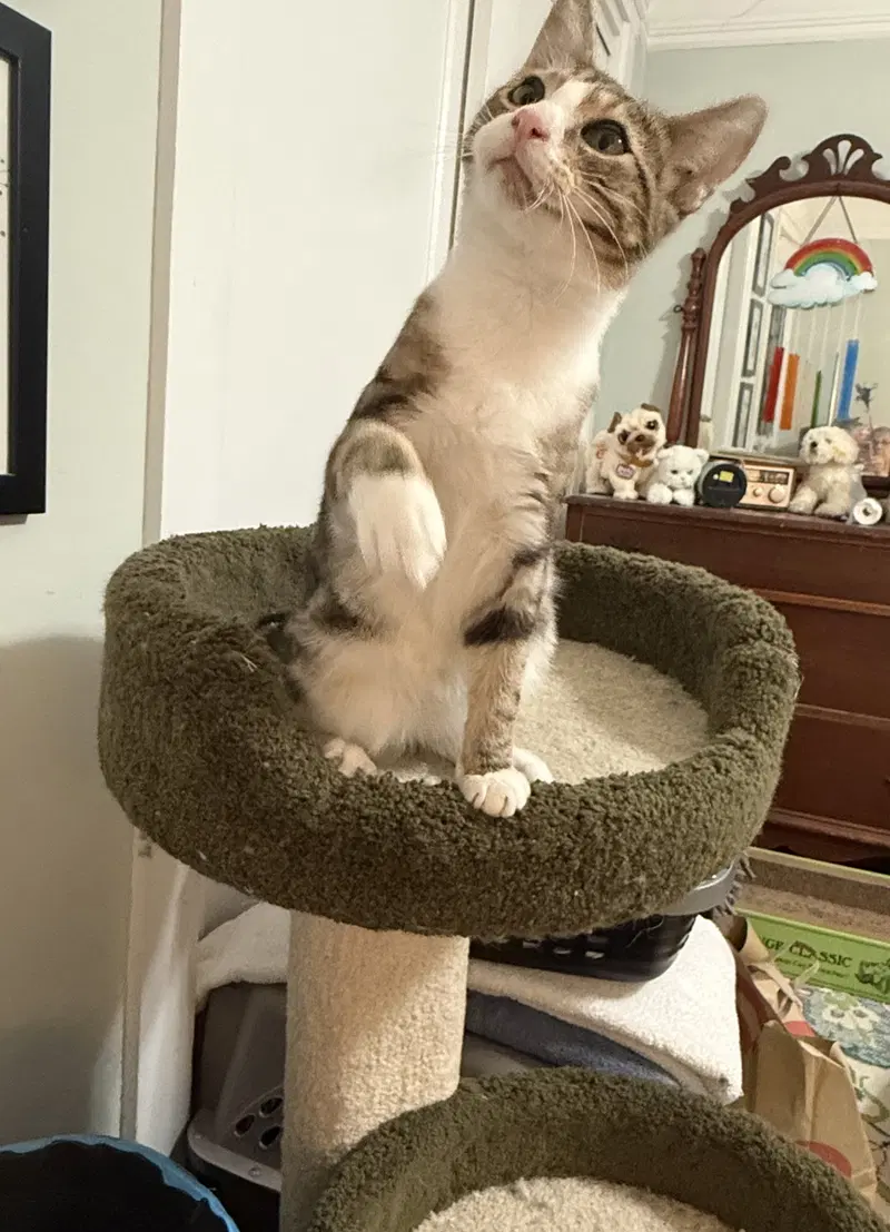milo 2, photo 4