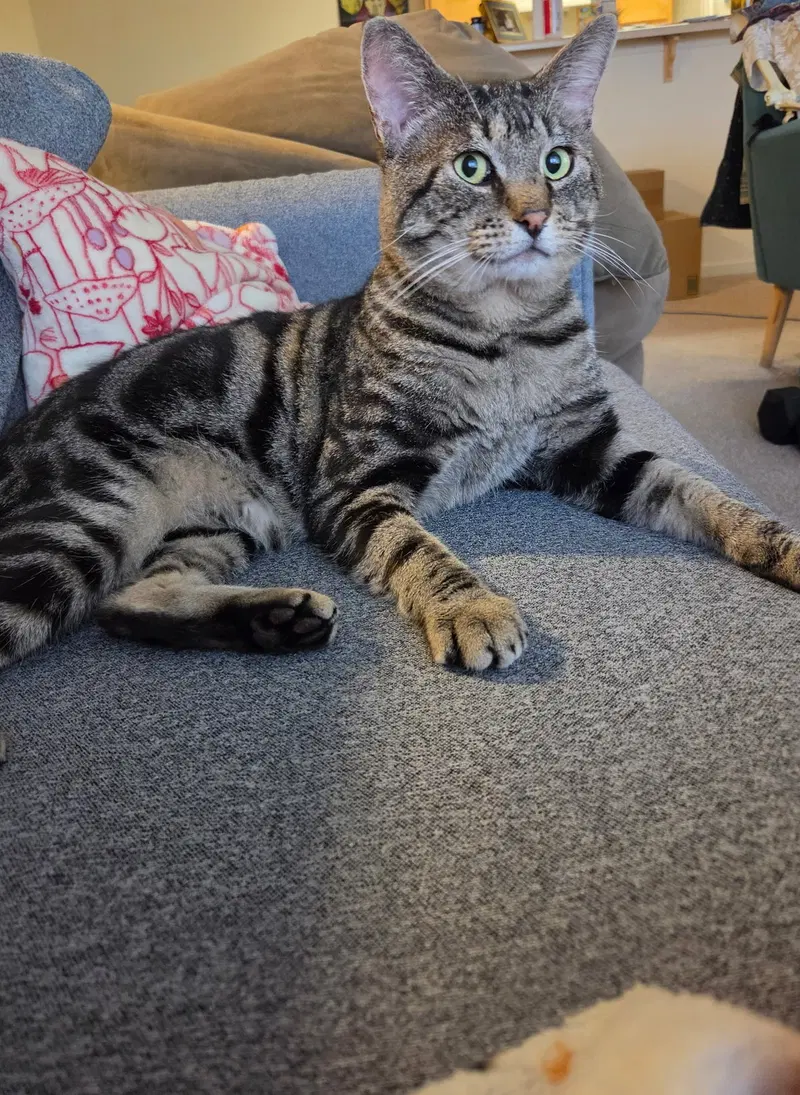 max, an adult male Tabby cat up for adoption