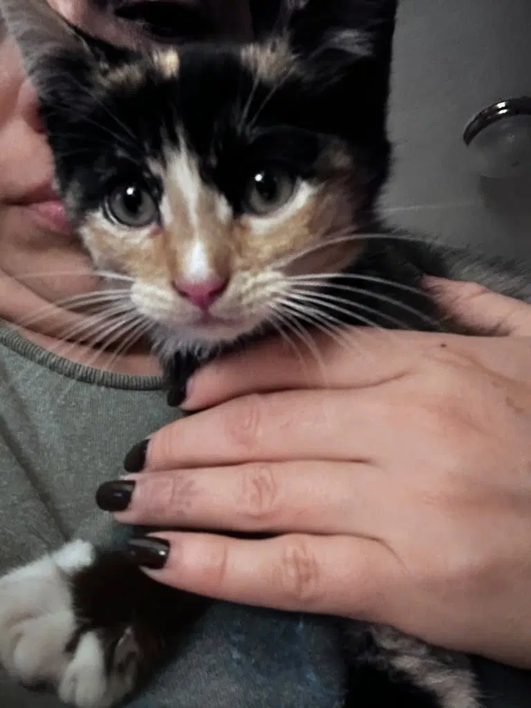 Seven, a young female Extra-Toes Cat (Hemingway Polydactyl) cat up for adoption