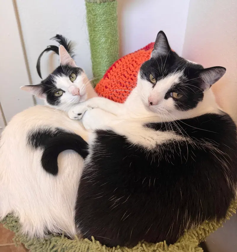 Dolma & Grape Leaf -Offered by Owner Sisters, adult female cats up for adoption
