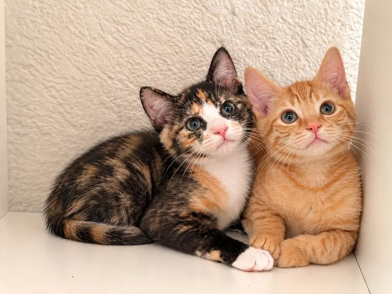 Biscotti and Butternut, female Calico kittens up for adoption