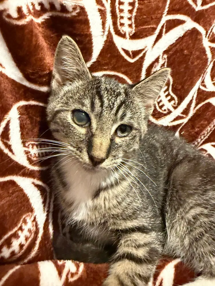 Cookie, a male kitten up for adoption