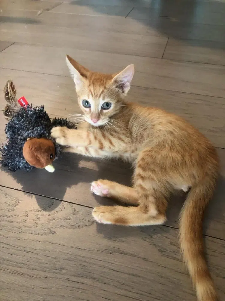 Gingie, photo 3