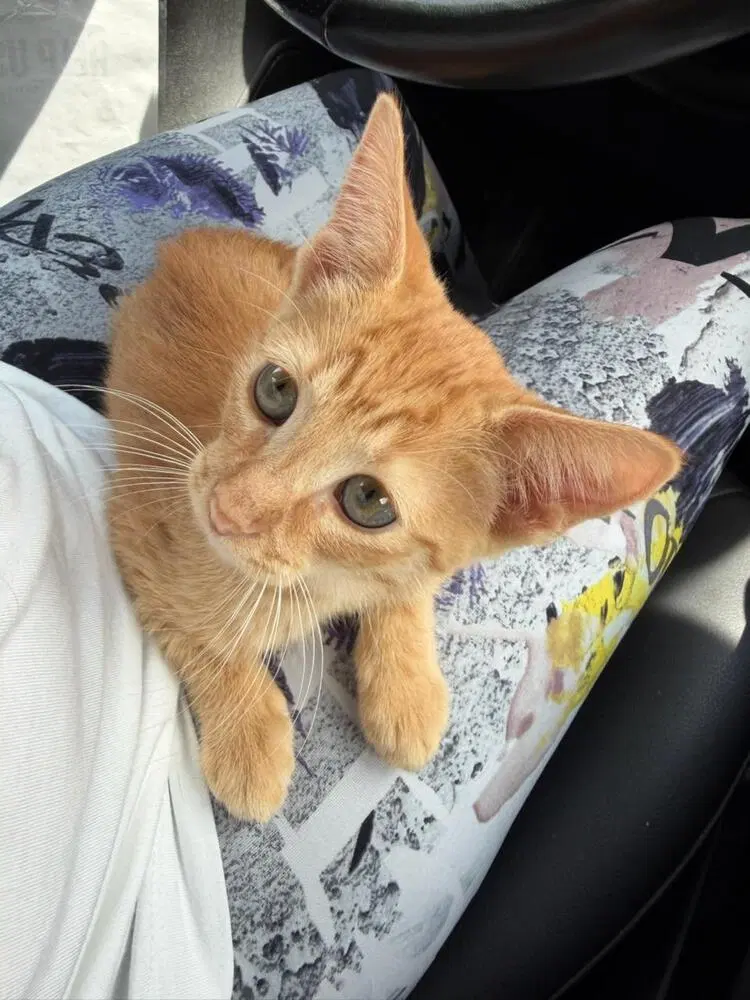 Gingie, photo 4