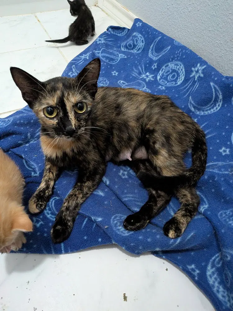 Marfa, a young female cat up for adoption