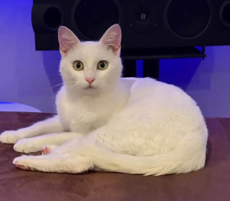 Dolly and Duchess, female Turkish Angora kittens up for adoption