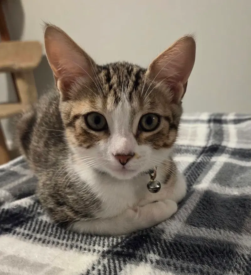 Lita, a male kitten up for adoption