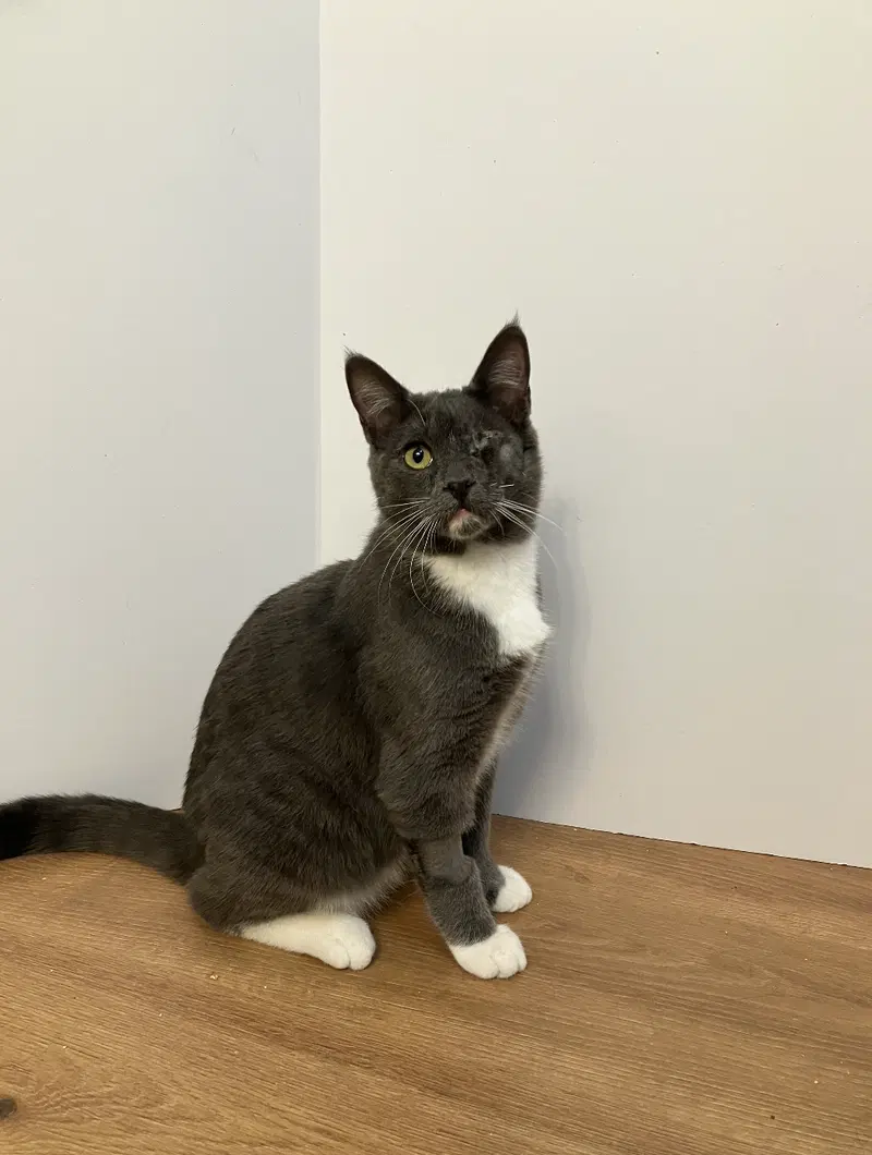 Buddy, a young male cat up for adoption