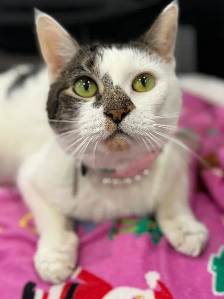 Pearl, a young female cat up for adoption