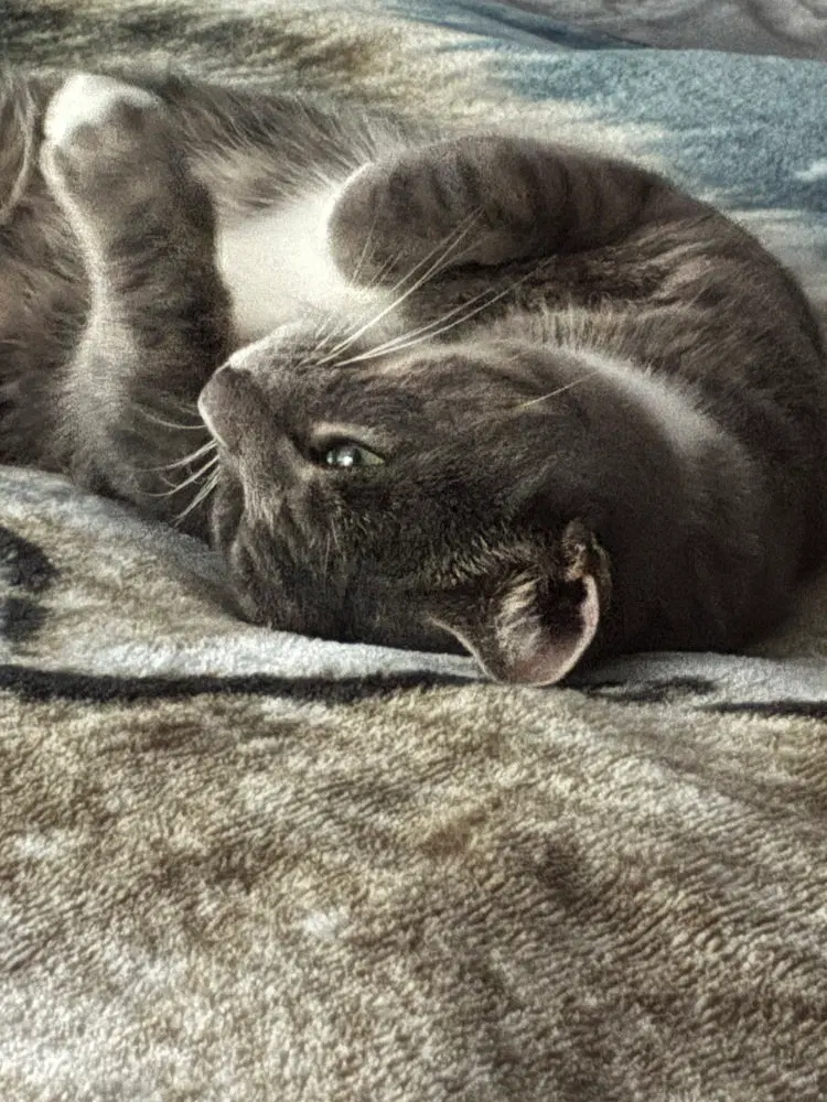 Ziggy, photo 4