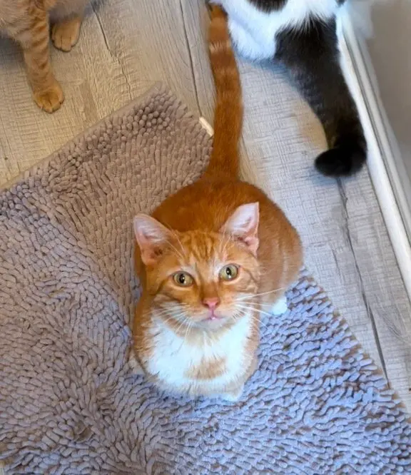 Biscuit, an adult male cat up for adoption
