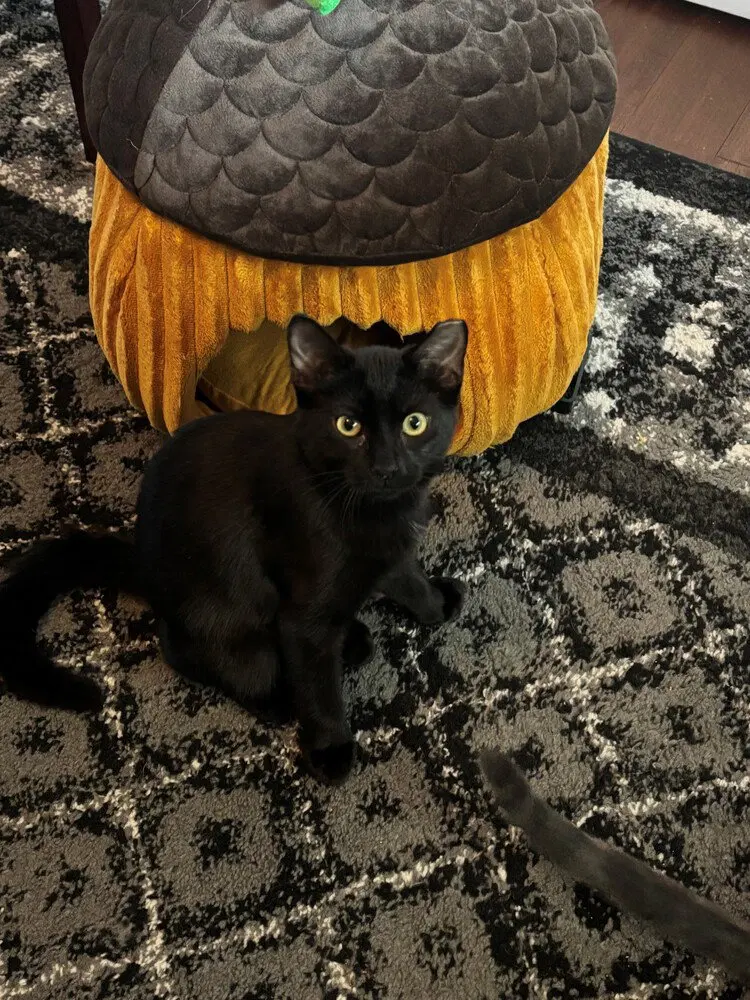 Midnight, a young female cat up for adoption