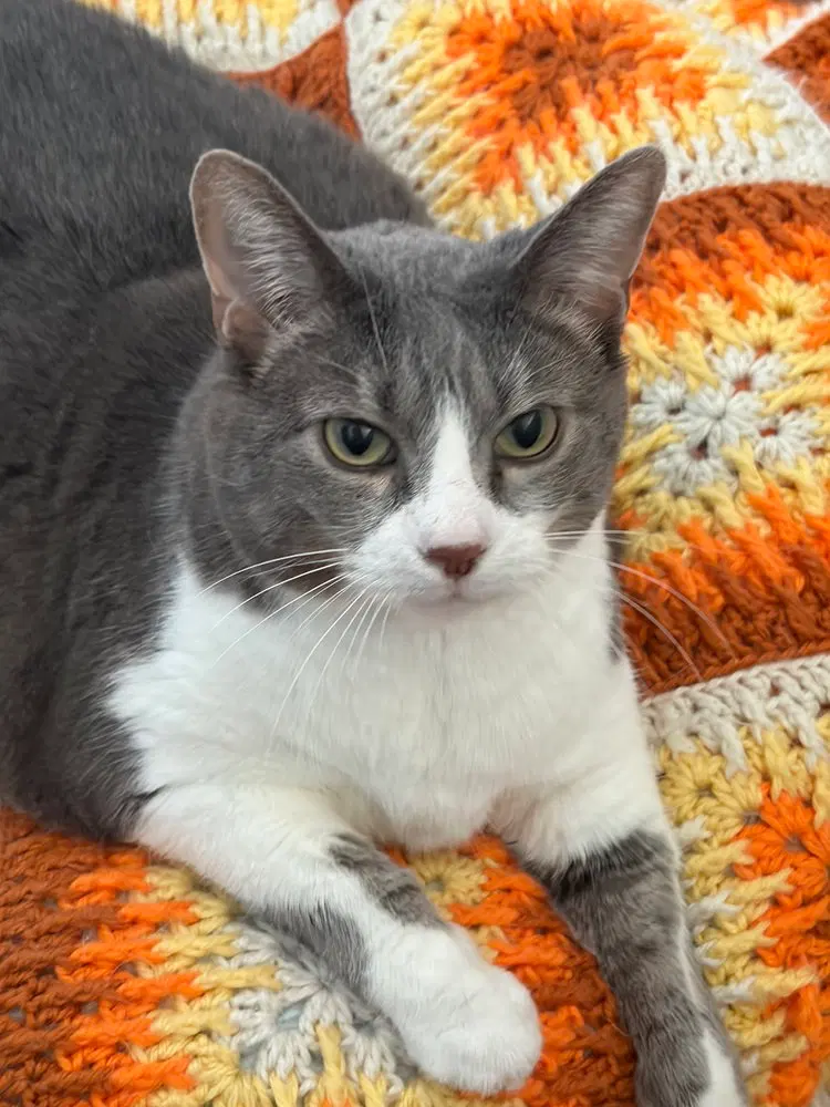 Sunny Dee, a senior female cat up for adoption