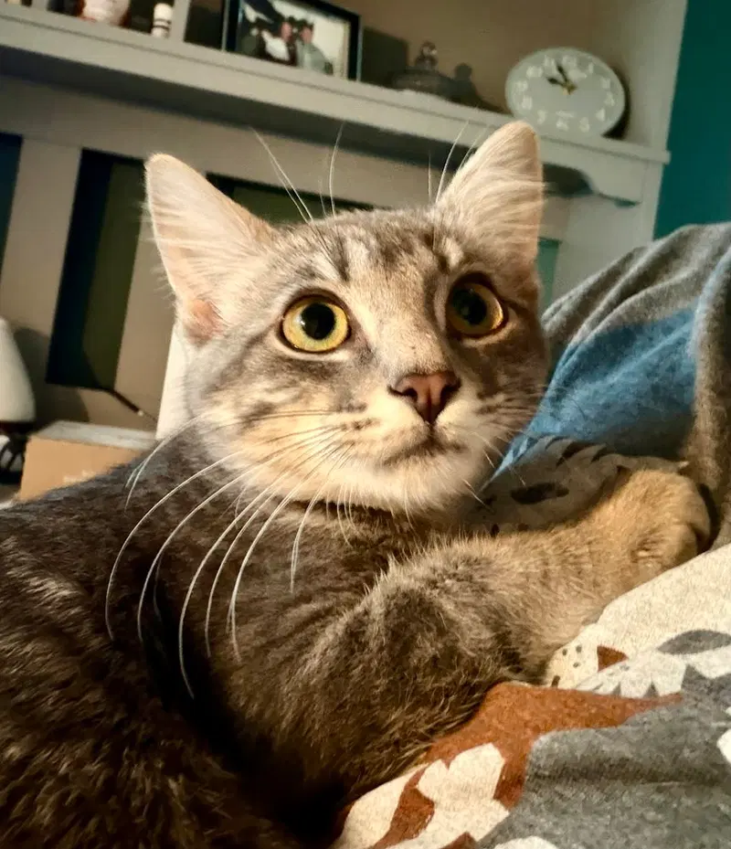 Selene, a female kitten up for adoption
