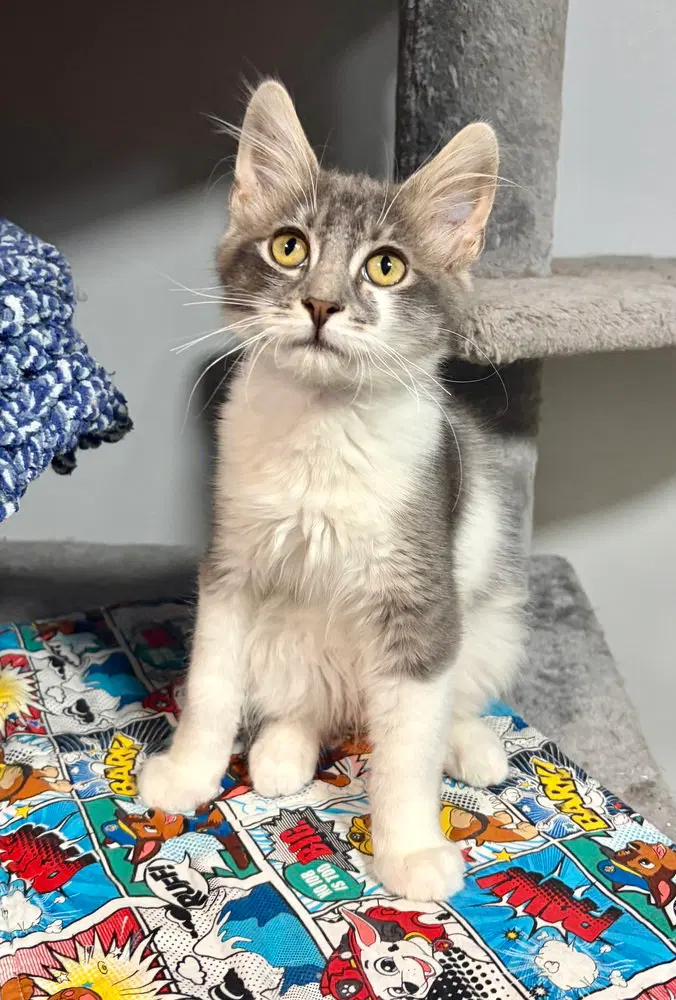 Orion, a male kitten up for adoption