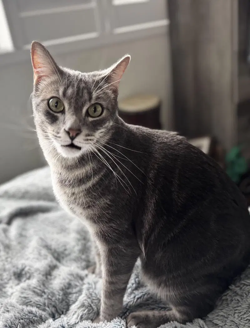 Burnt Bread, an adult male cat up for adoption