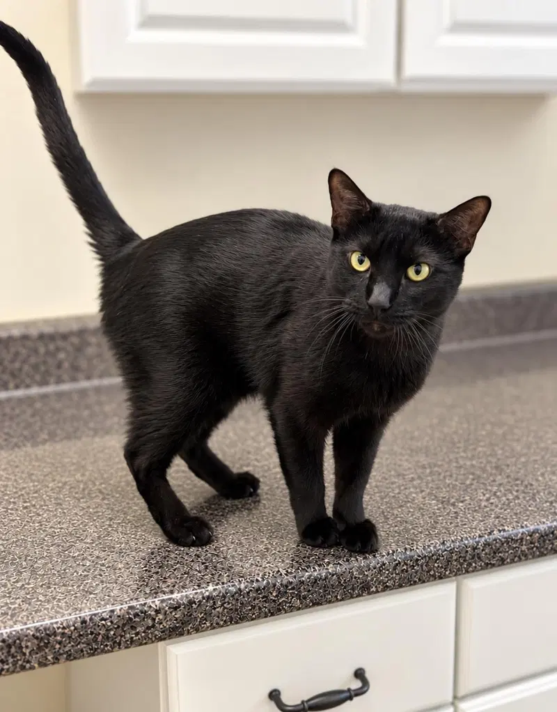Ben Platt, a young male cat up for adoption