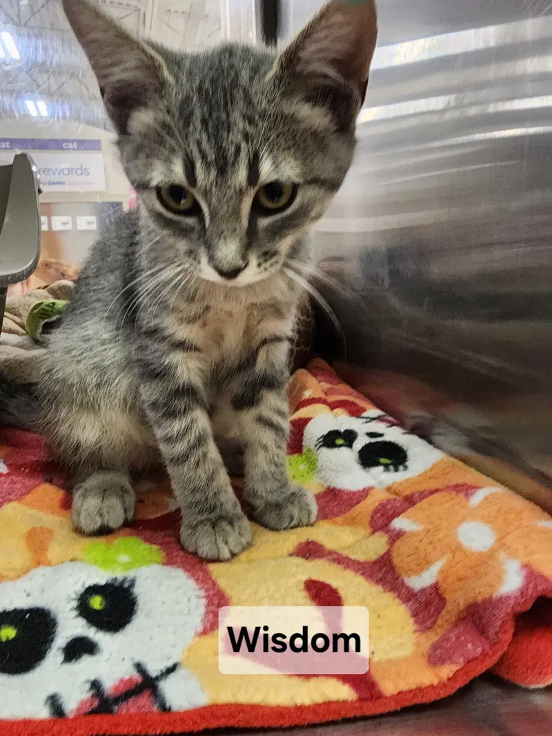 Wisdom, a male kitten up for adoption