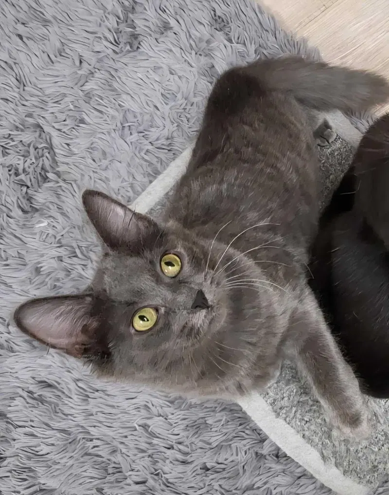 Nimbus Katze, photo 2