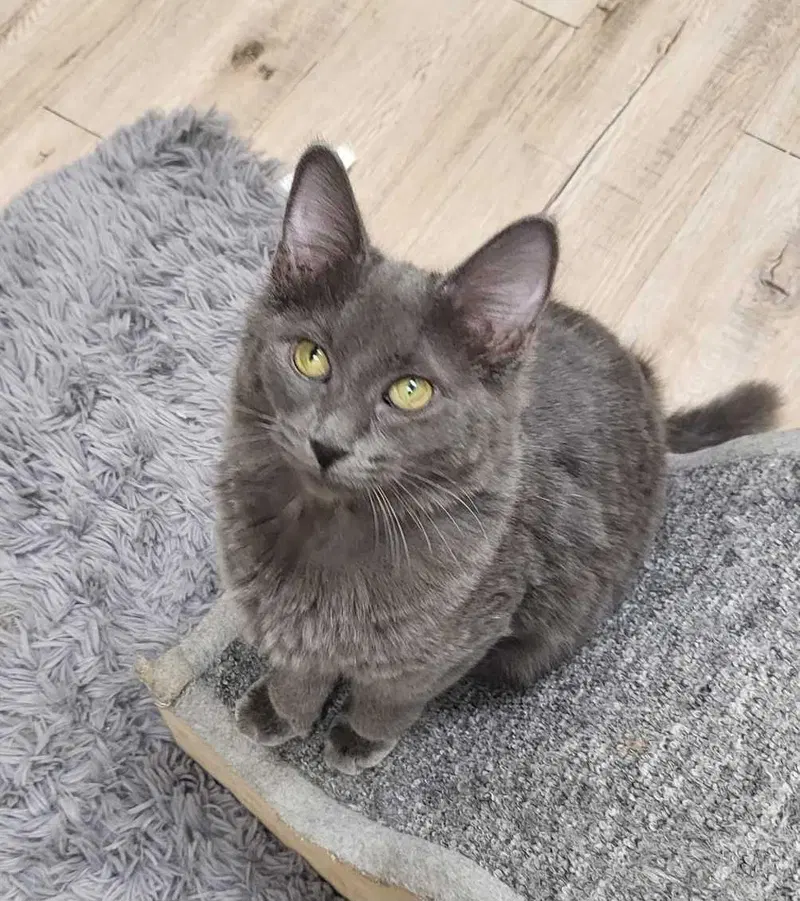 Nimbus Katze, photo 3