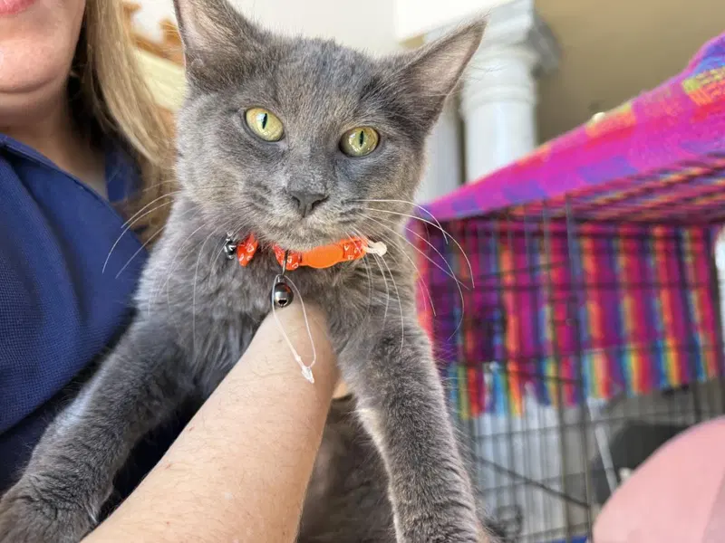 Nimbus Katze, photo 4