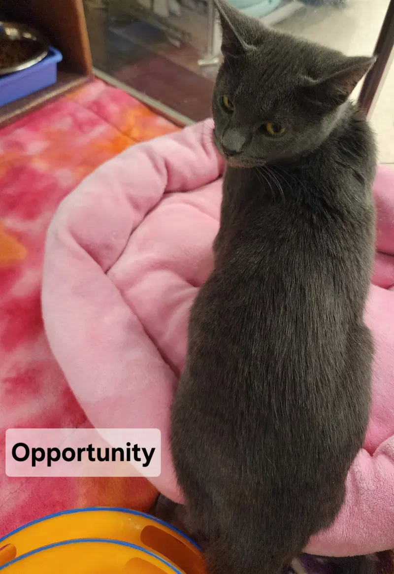 Opportunity, photo 3