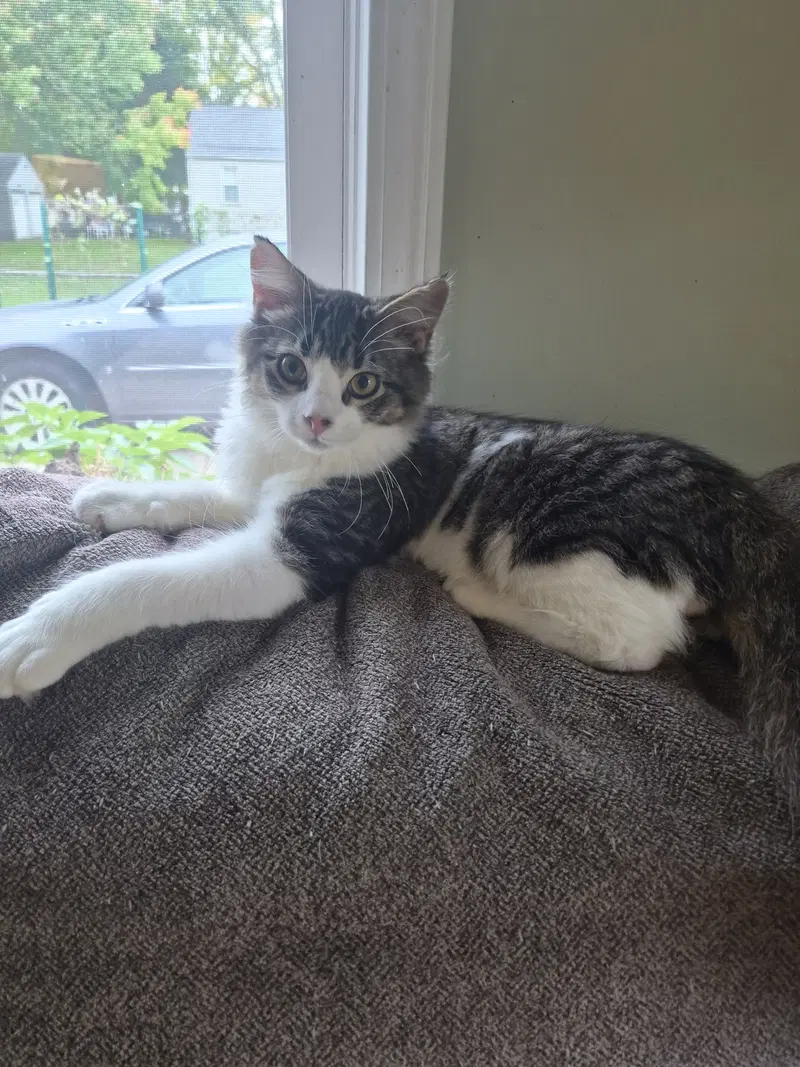 C338 Litter Mercedes, a male kitten up for adoption