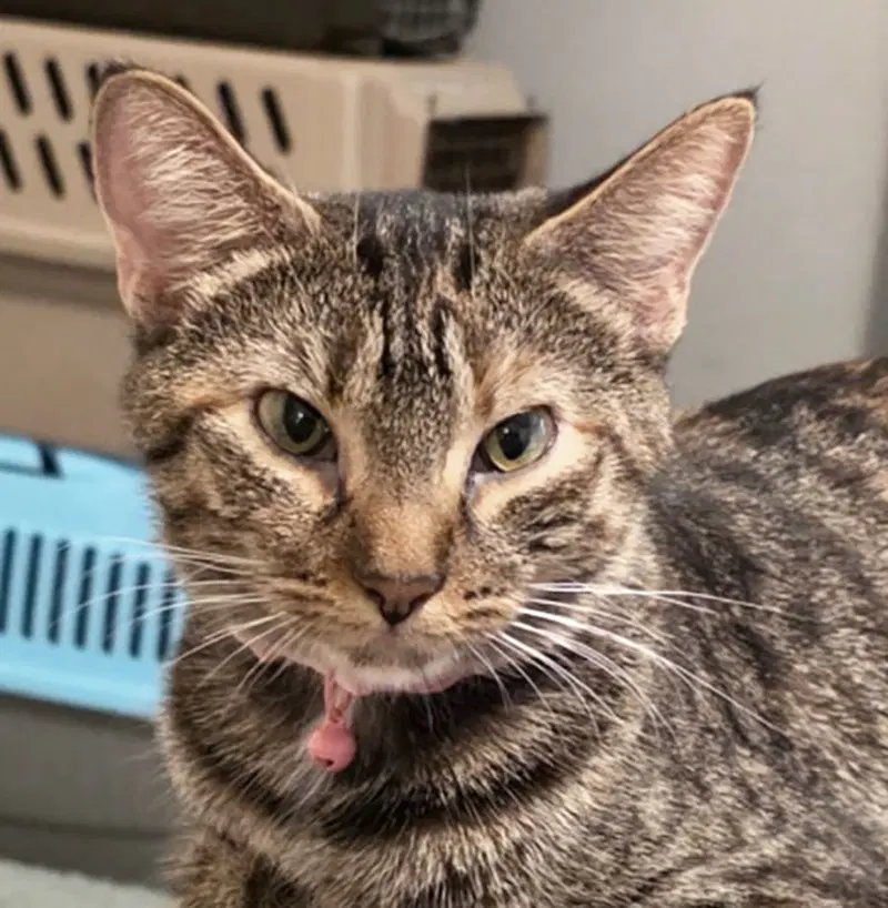 Poppy, an adult female Tabby cat up for adoption