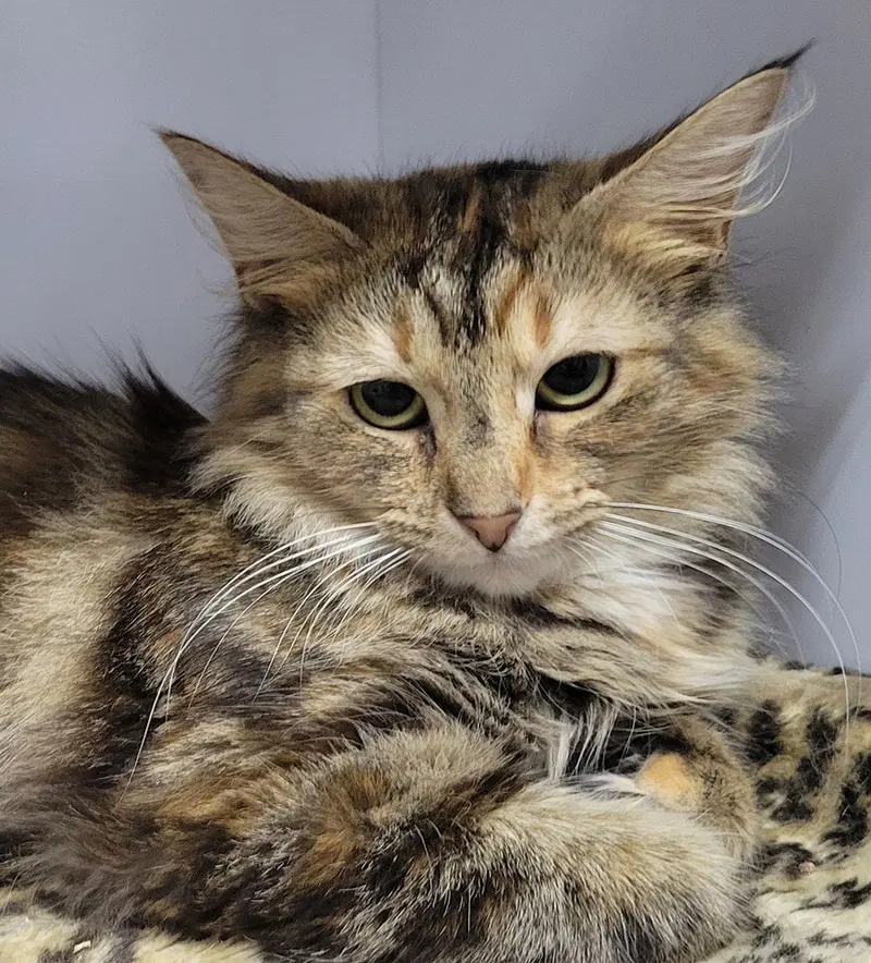 Alaia, an adult female Tabby cat up for adoption