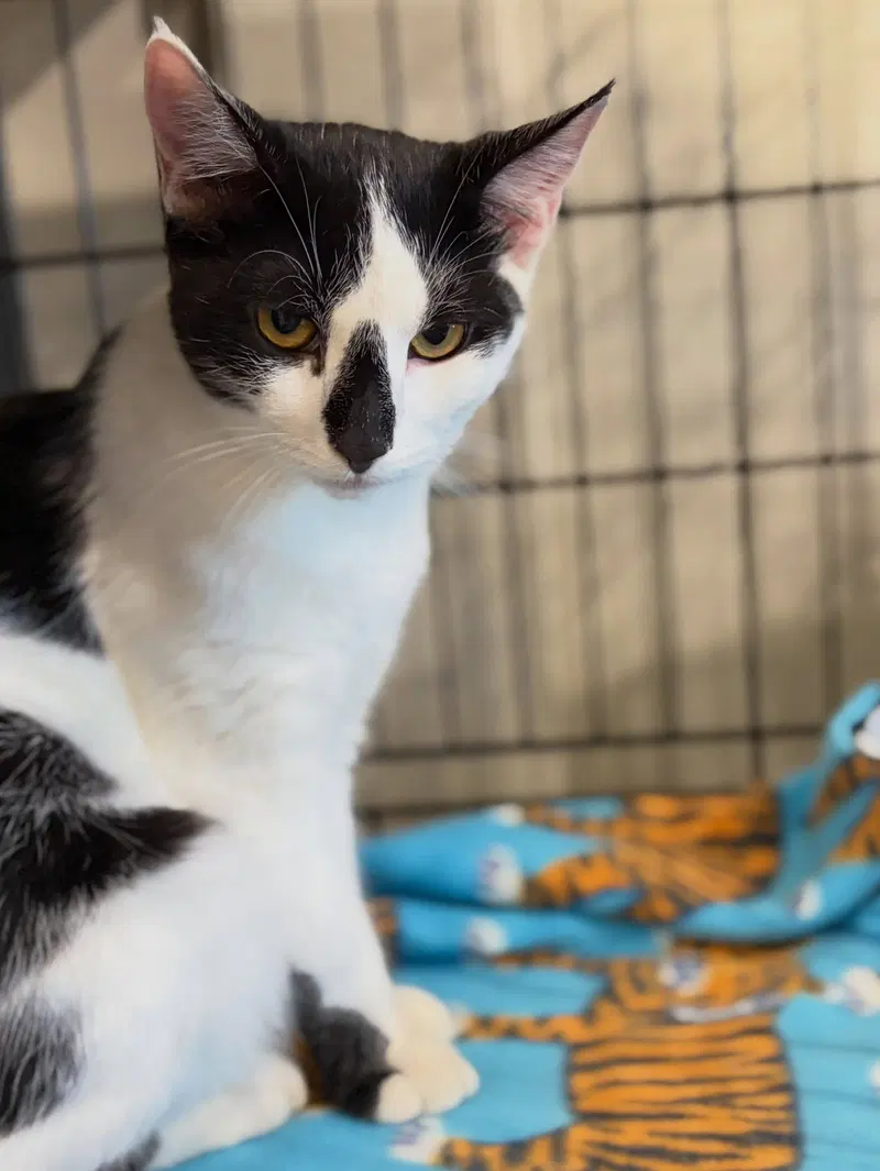 Yoda, a male kitten up for adoption