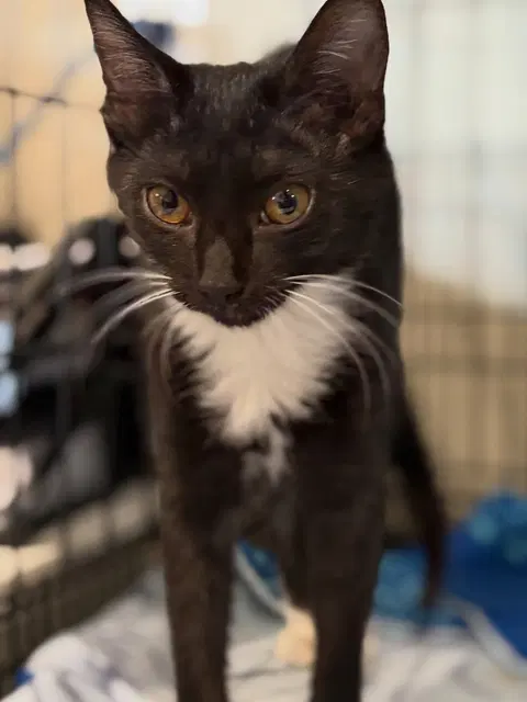 Watch the video of Tiramisu