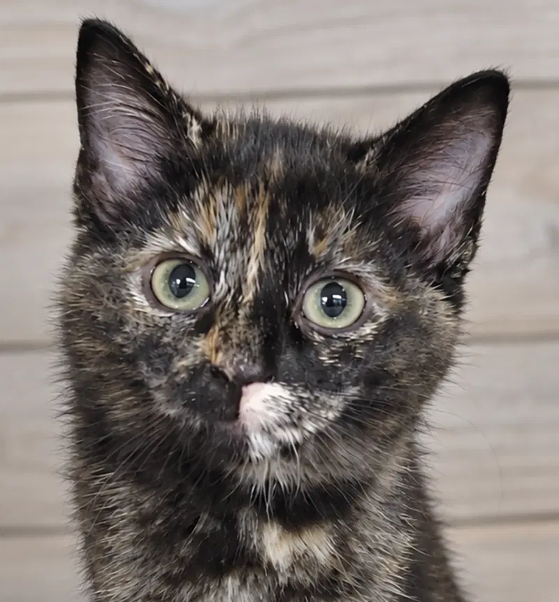 Kitten Hibachi, a female Tortoiseshell kitten up for adoption