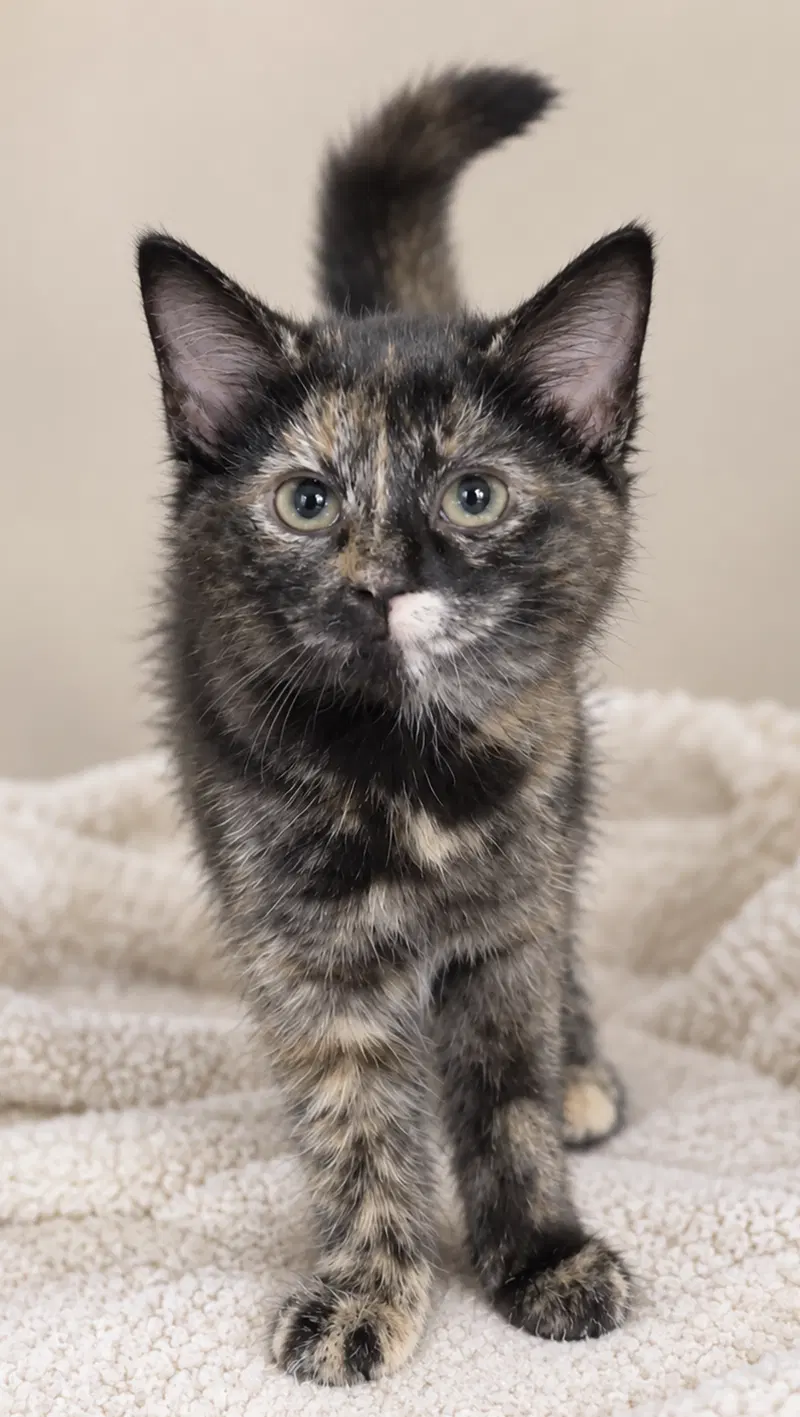 Kitten Hibachi, photo 2