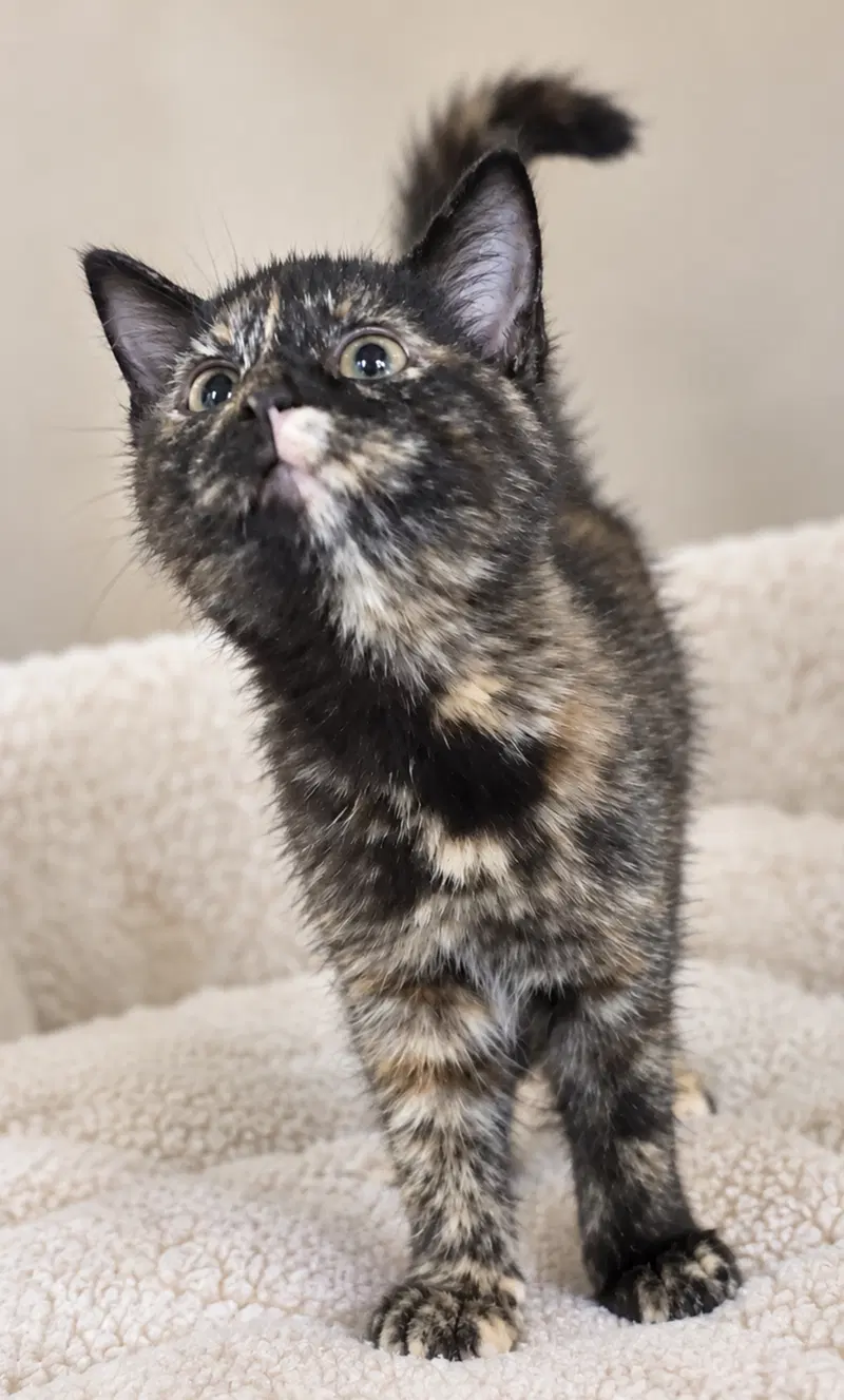 Kitten Hibachi, photo 3