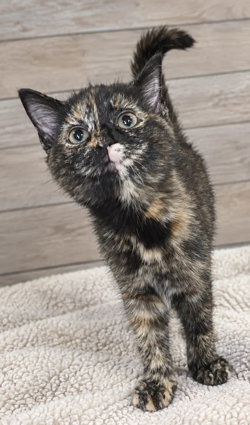 Kitten Hibachi, photo 4