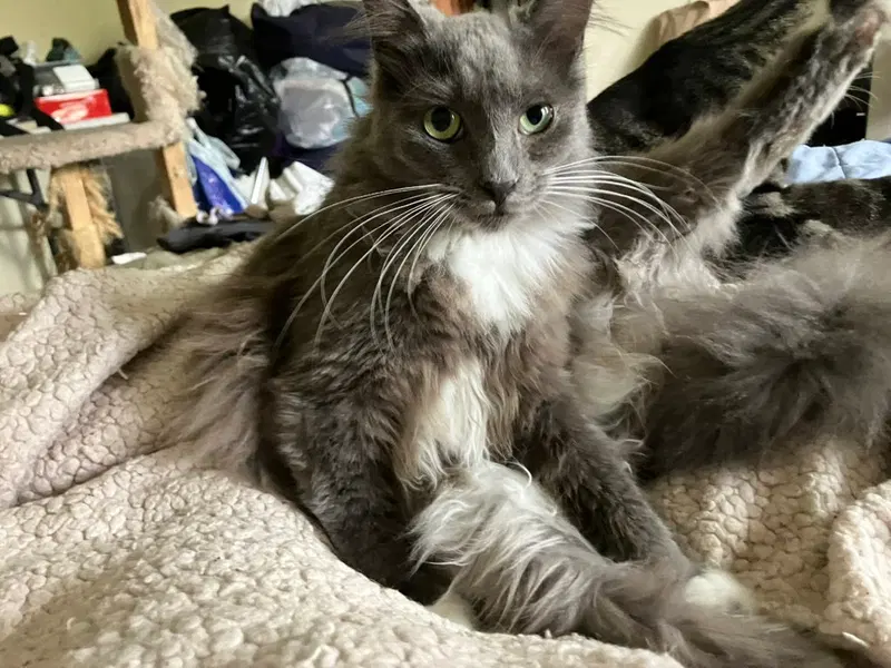 Nichi, a cat up for adoption