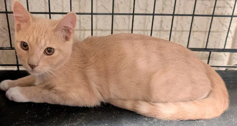 Sunny, a male kitten up for adoption