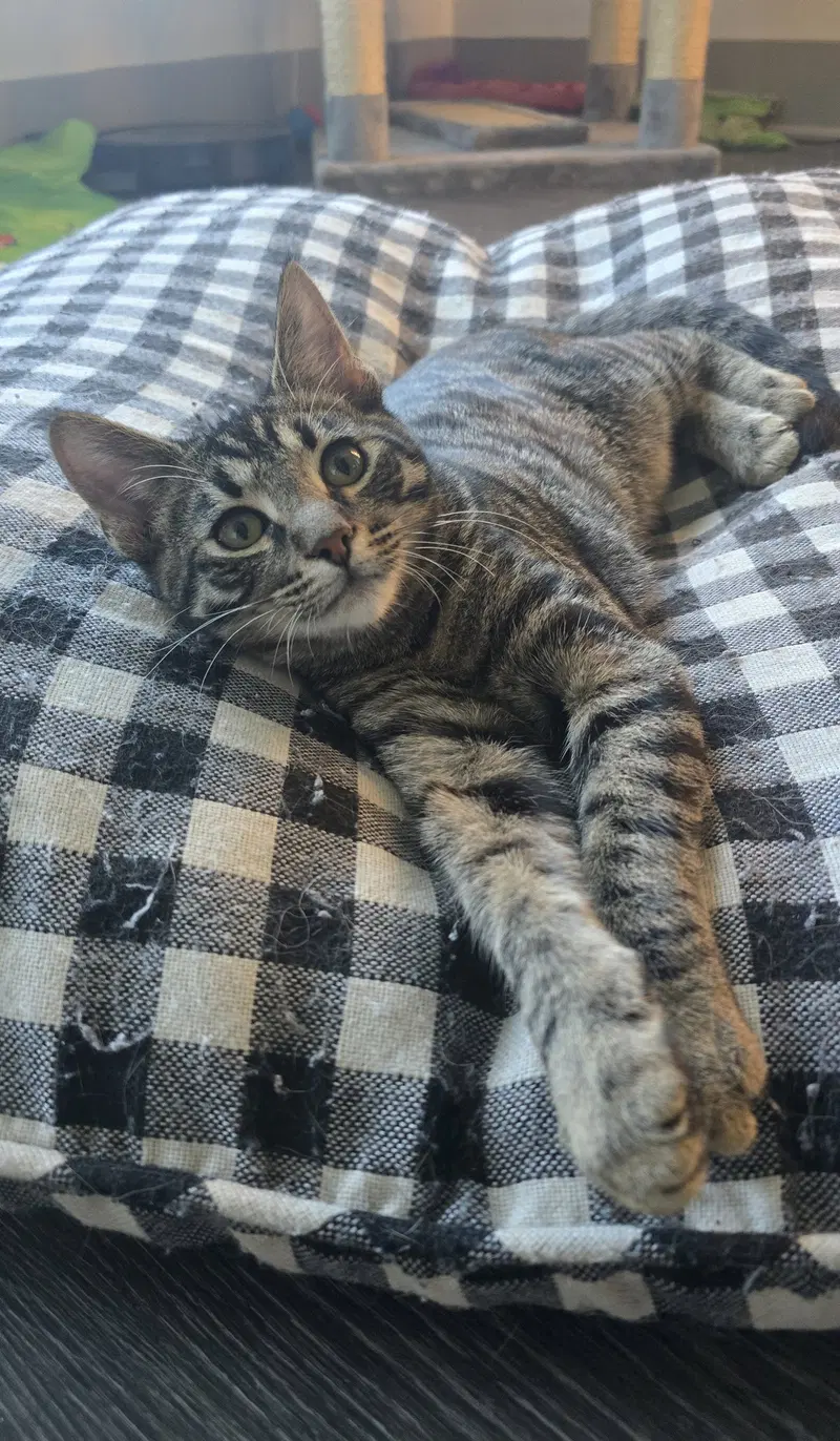 Toby, photo 3