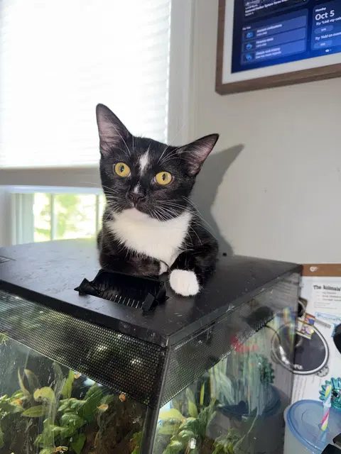 Watch the video of Umbreon