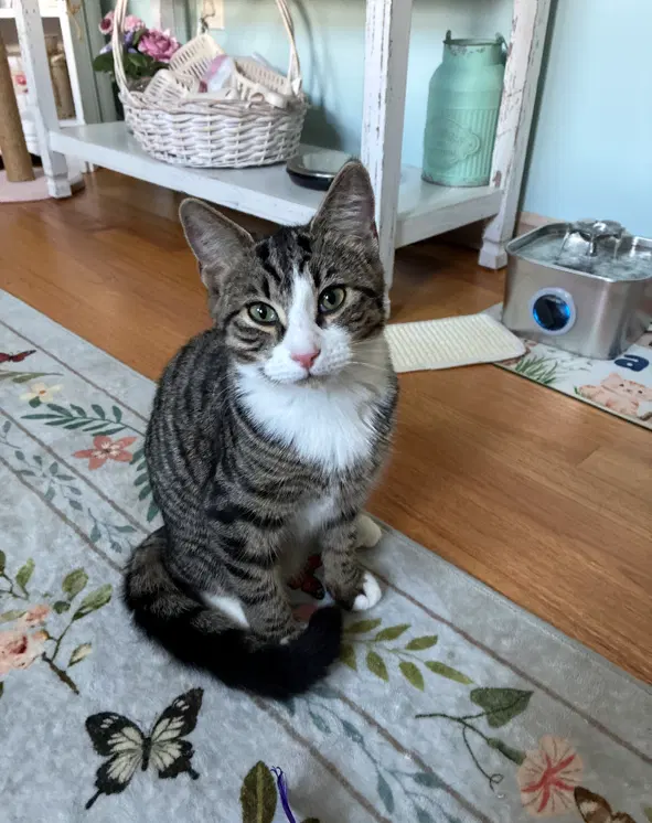 Bunny, a female kitten up for adoption