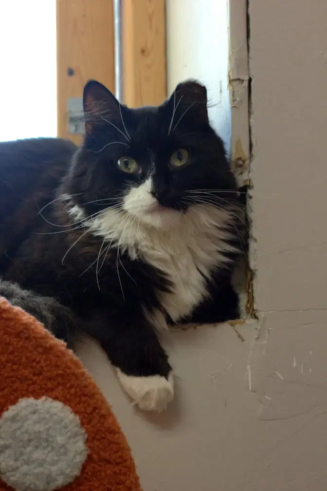 Piccolo, an adult female cat up for adoption