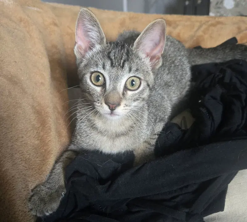Lemon, photo 3