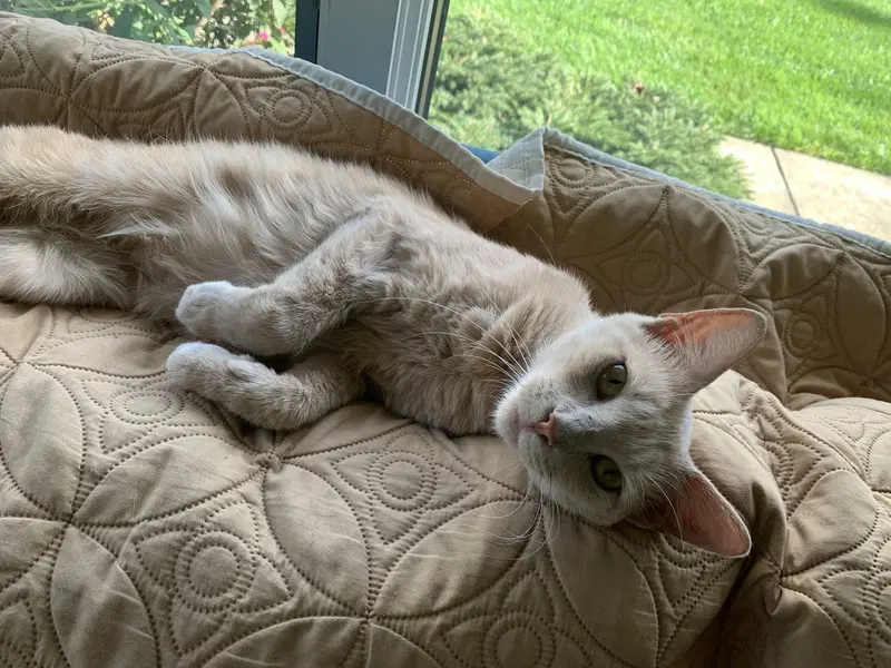 Louise, a young female cat up for adoption