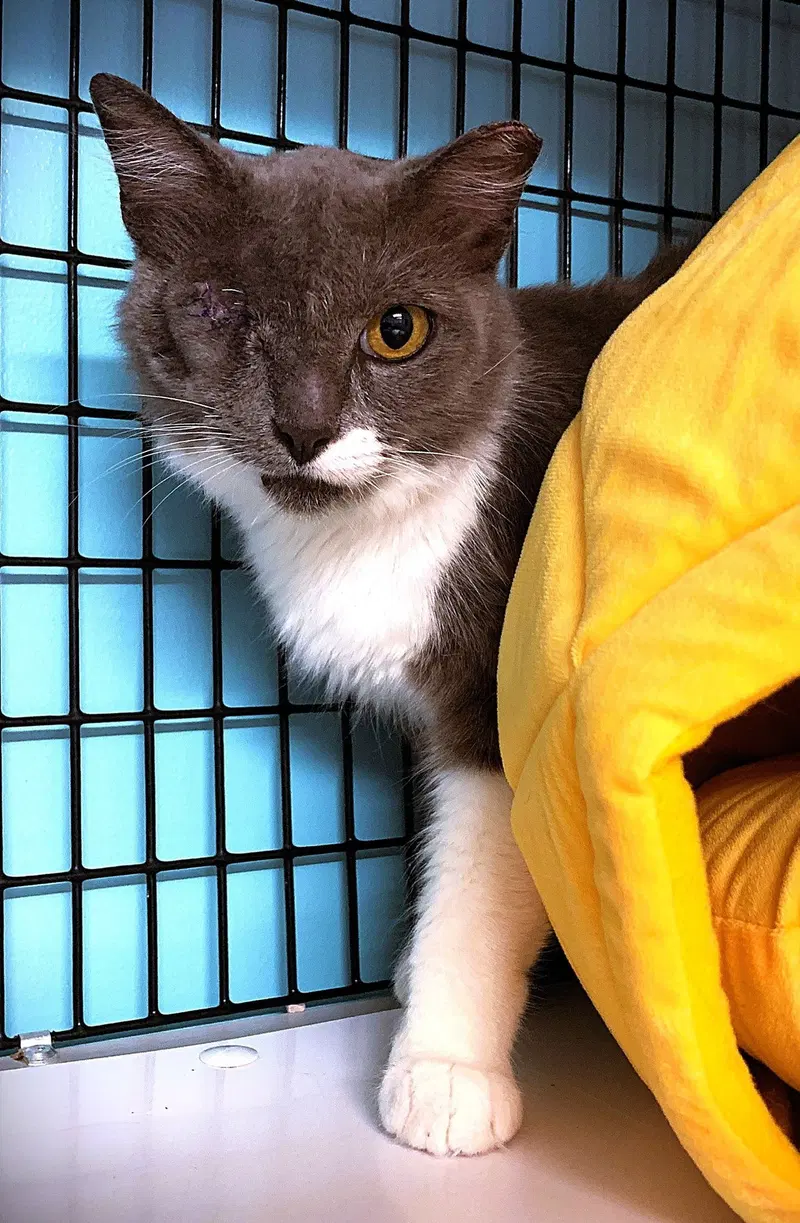 Lenore Dove, an adult female cat up for adoption