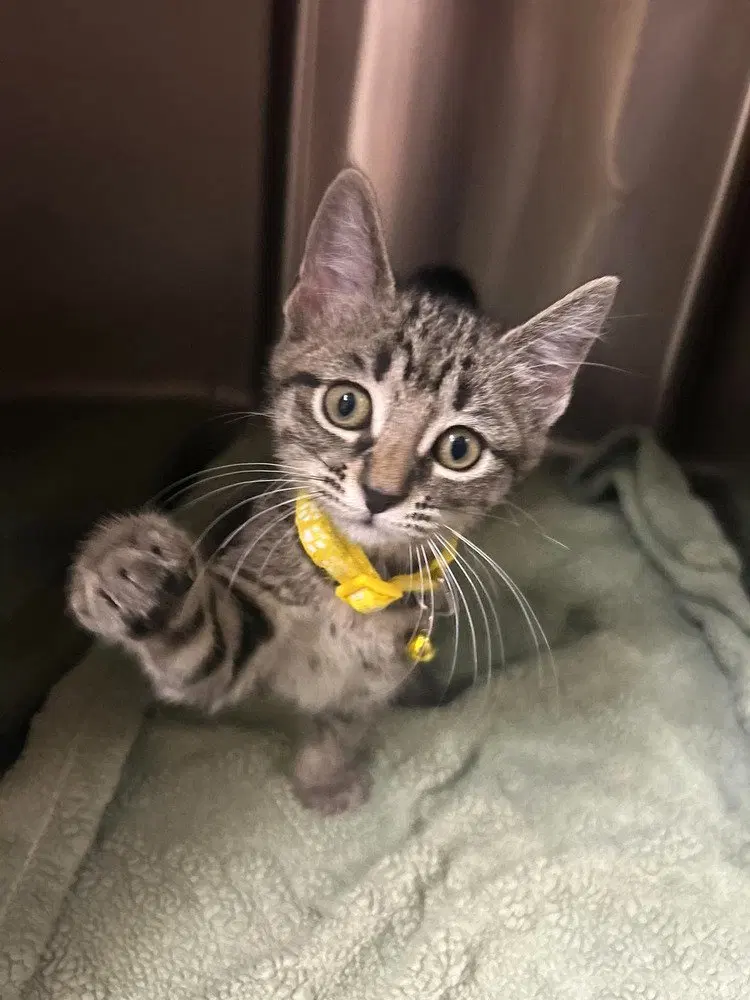 Condiment Kitties, a female kitten up for adoption